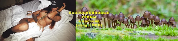 крисы Верея